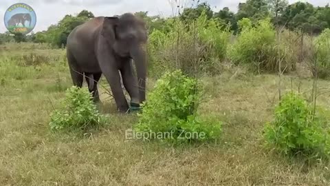 Too sad! Limping Elephant begs for human help to Remove deadly snare wrapped around its leg