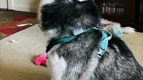 A collection of funny videos of dogs, making you laugh#dog #dogs