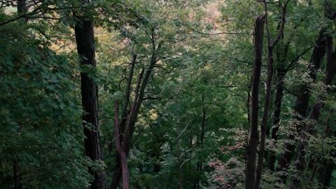 Get Away From the Chaos with NATURE Sounds in This Beautiful Forest