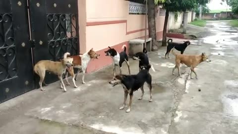 STREET DOG FIGHT || DOG FIGHT VIDEO 🐕DOGS BARKING, STUDY THE NATURE OF DOGS IN RAINY SEASON