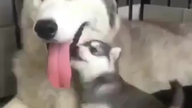 Husky dog ​​with his little son at nap time, very cute