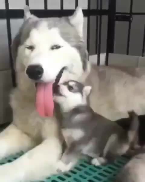 Husky dog ​​with his little son at nap time, very cute