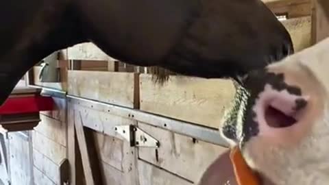 Poor horse got his food robbed!