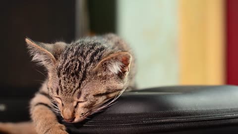 a cute cat falling asleep,