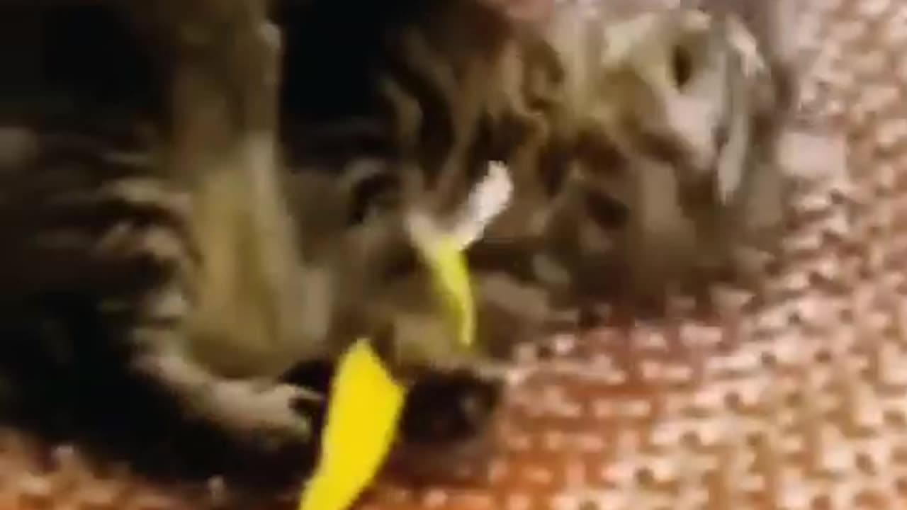Funny moments