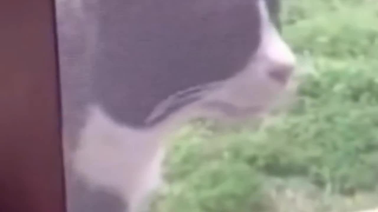 Animal surprise moments