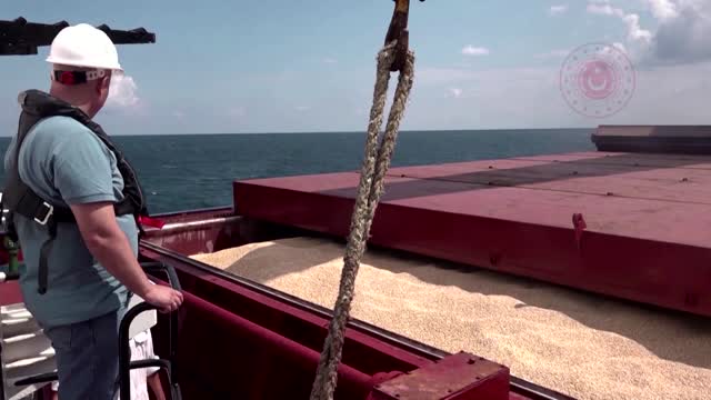 Inspectors examine grain ship cargo