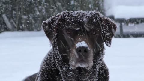 dog stending in the snow