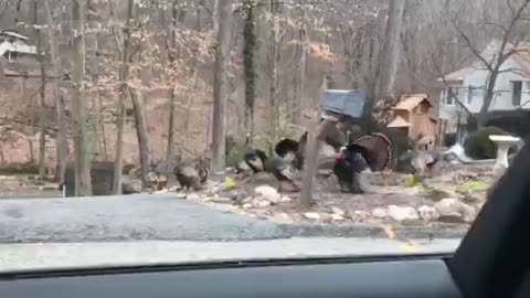 turkey crossing