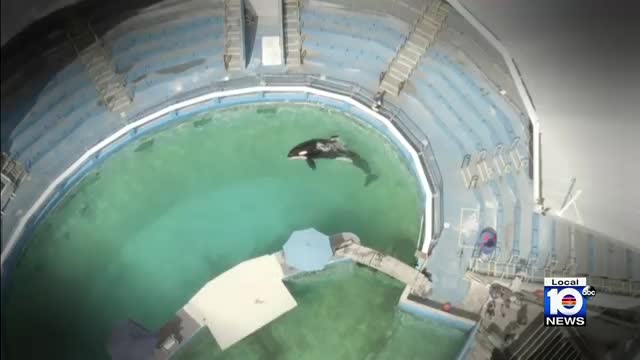 Dolphin attack trainer during show at Miami Seaquarium_Cut