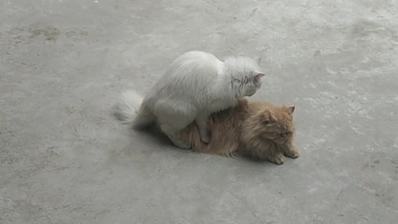 Parsion cat mating