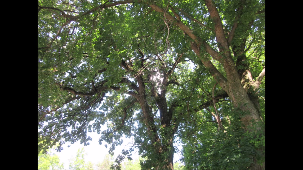 Spirit Of Hearts Burr Oak Tree 300 yrs old