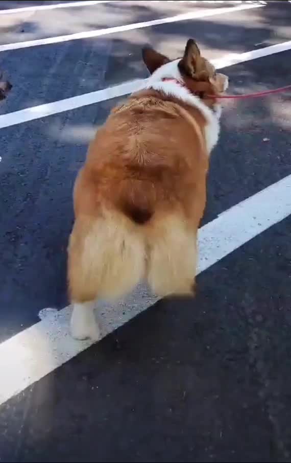 Buck N. Corgi Bouncy Floof