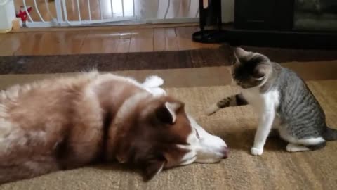 Cat Awake The Dog