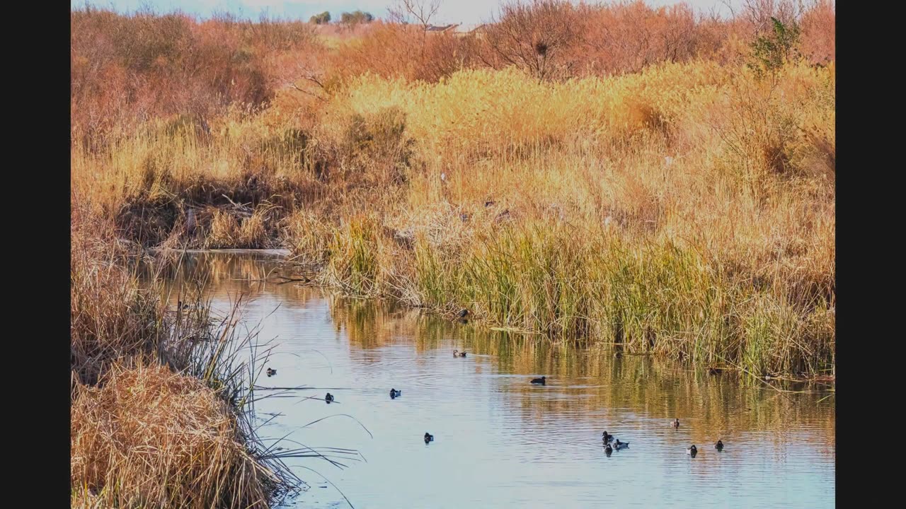 Briefly Exploring Clark County Wetlands