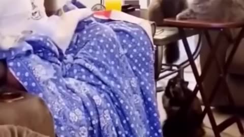 Claws and Laughter: A Paw-sitively Funny Cat Compilation!