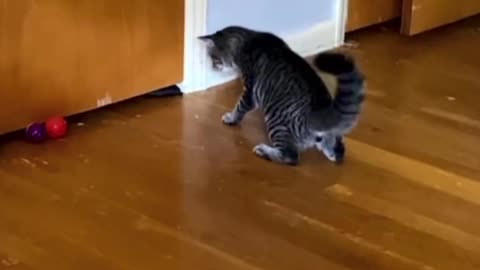 cats reaction to what is under the door is hilarious