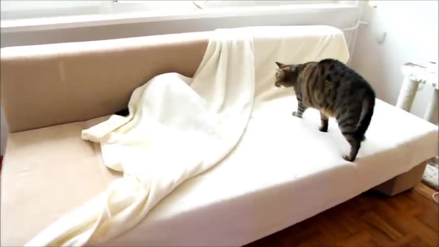 Cat's Personal Defence System