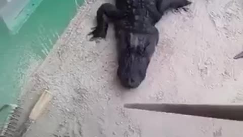 Naughty crocodiles