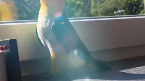parrot dancing the foot/ the copy in Micheal .jackson