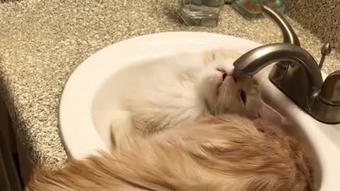 love cat