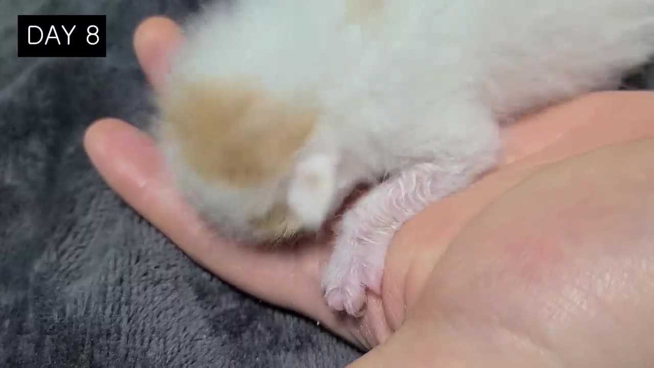 Raising abandoned cat for 2 months