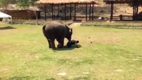 Elephant Comes To The Rescue