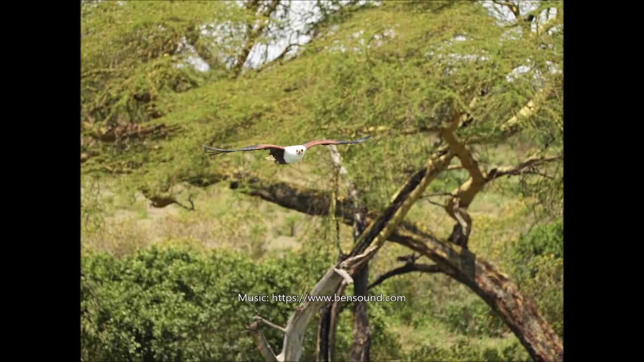 African Fish Eagle. Lake Naivasha, Kenya. Oct 2022