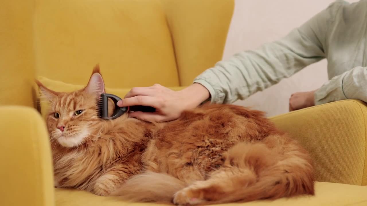 cat with thick hair