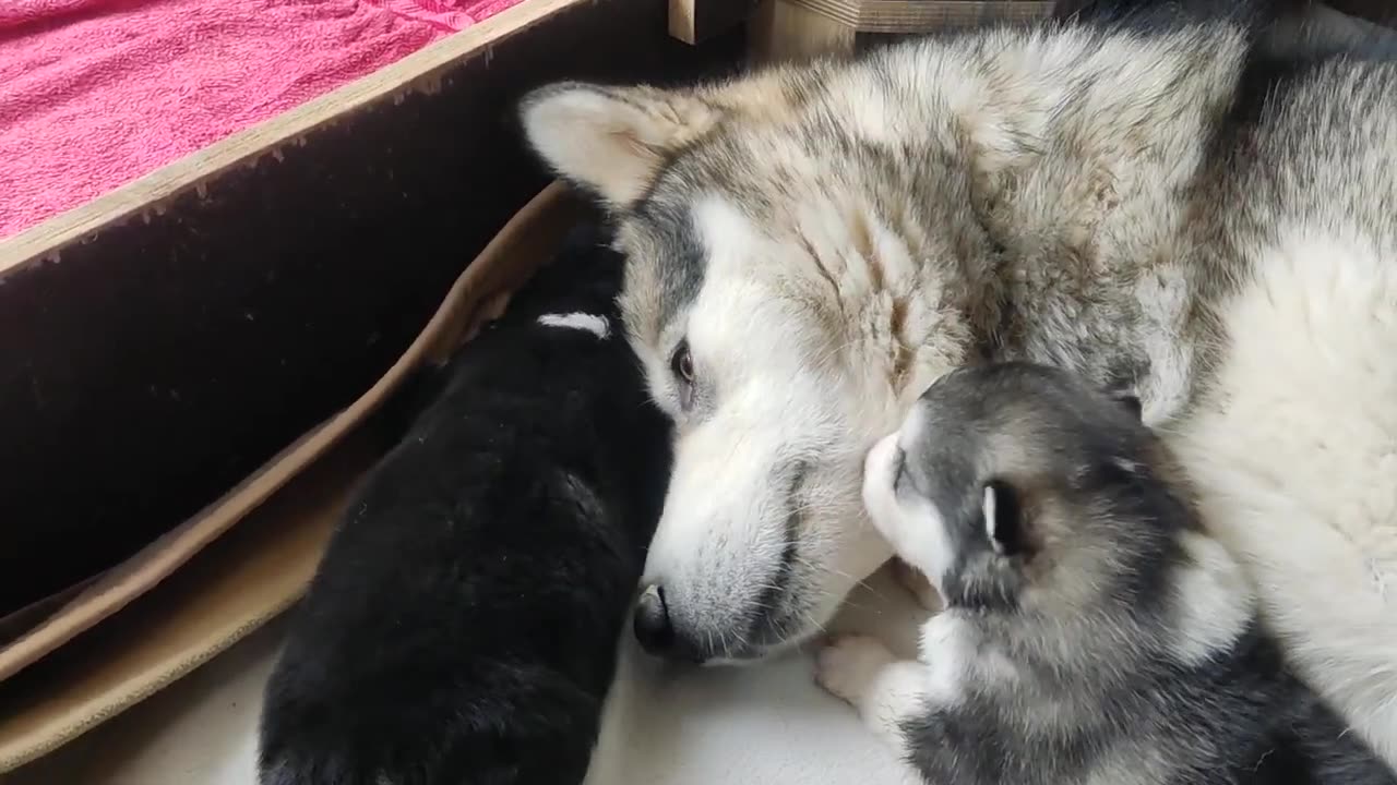 Alaskan Malamute puppies, A-litter - 2 weeks old