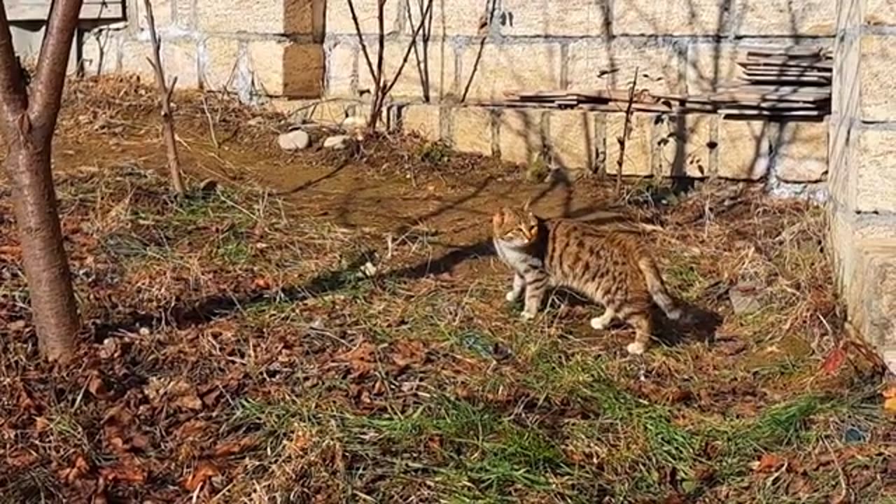 A cute and beautiful kitten is playing in the yard 🥰 🤗 My sweet cat.