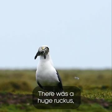 Gulls aren't just scavengers they can be predators