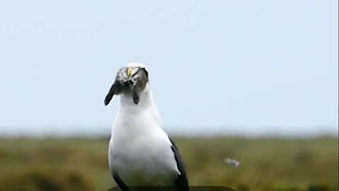 Gulls aren't just scavengers they can be predators