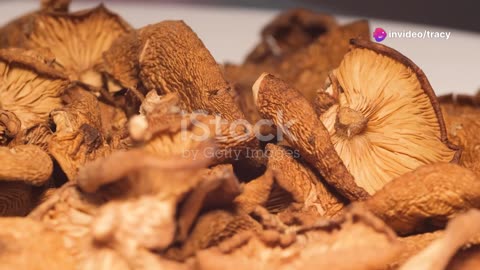 Maitake 10 X