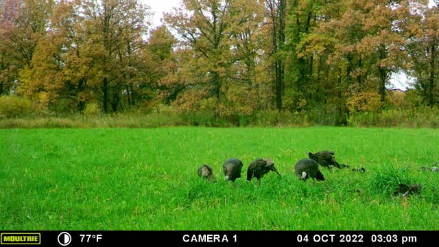 Nursery Plot Cam Pull Oct 8th