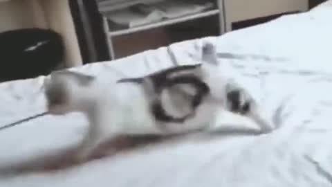 See how this cat plays , funny videos