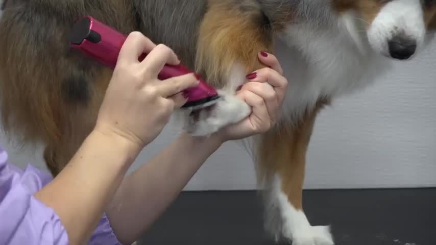A beautiful Aussie with a peppy Pomeranian