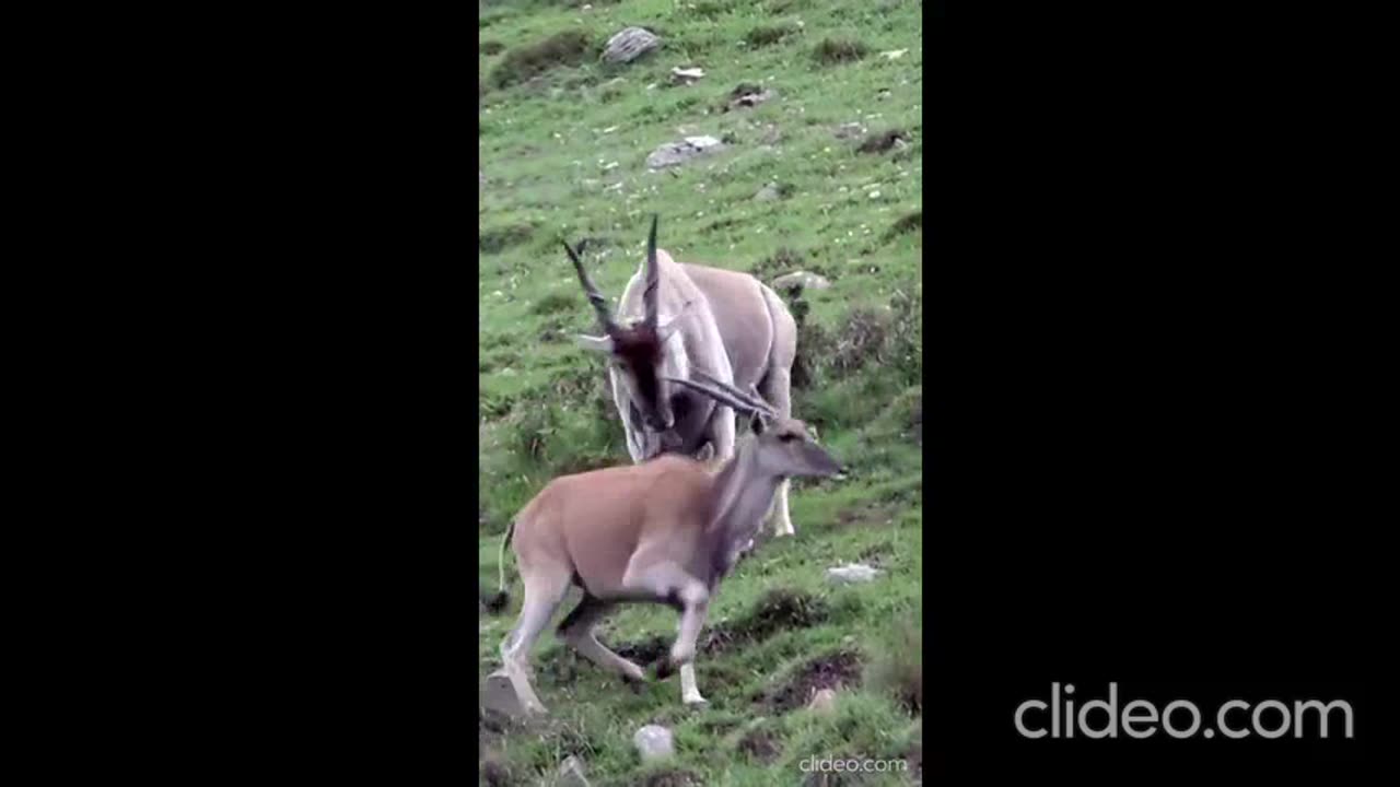 Absolutely Perfect Archery Shot!
