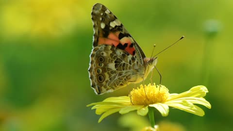 A beautiful butterfly sitting on flower and enjoying