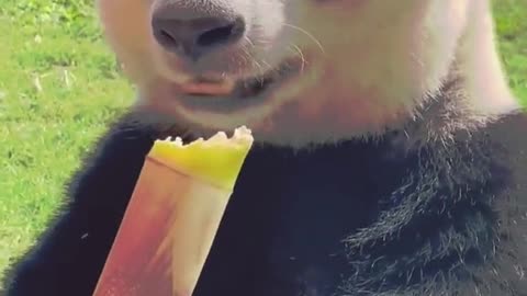 cute panda having lunch ️☺️☺️