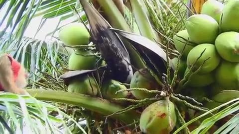 Great monkey 🐒🐵🐒🐒 Is Catching Coconut At Farm Cos Hungry