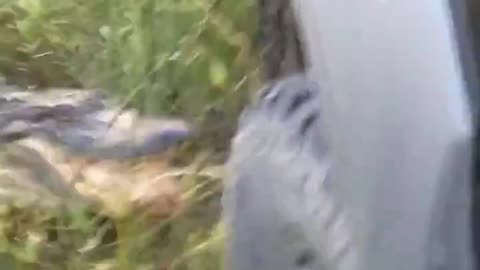 Alligator tears apart truck!
