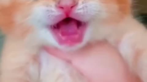 OMG So Funny Cute Cat TikTok #short #cat