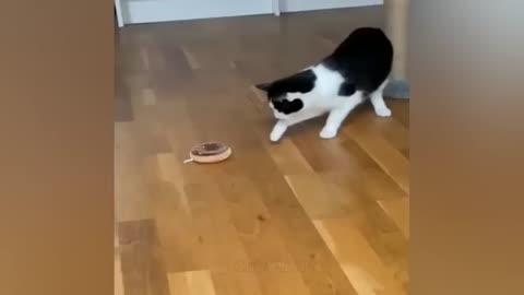 //Funny Video Cat And Dog videos 🤣//