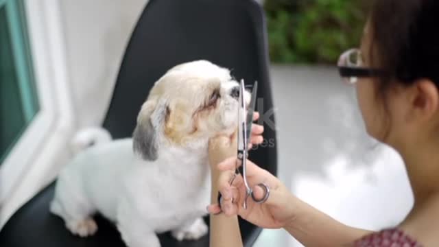 Shih Tzu Dog grooming at home, Woman holding scissors over dog's head.