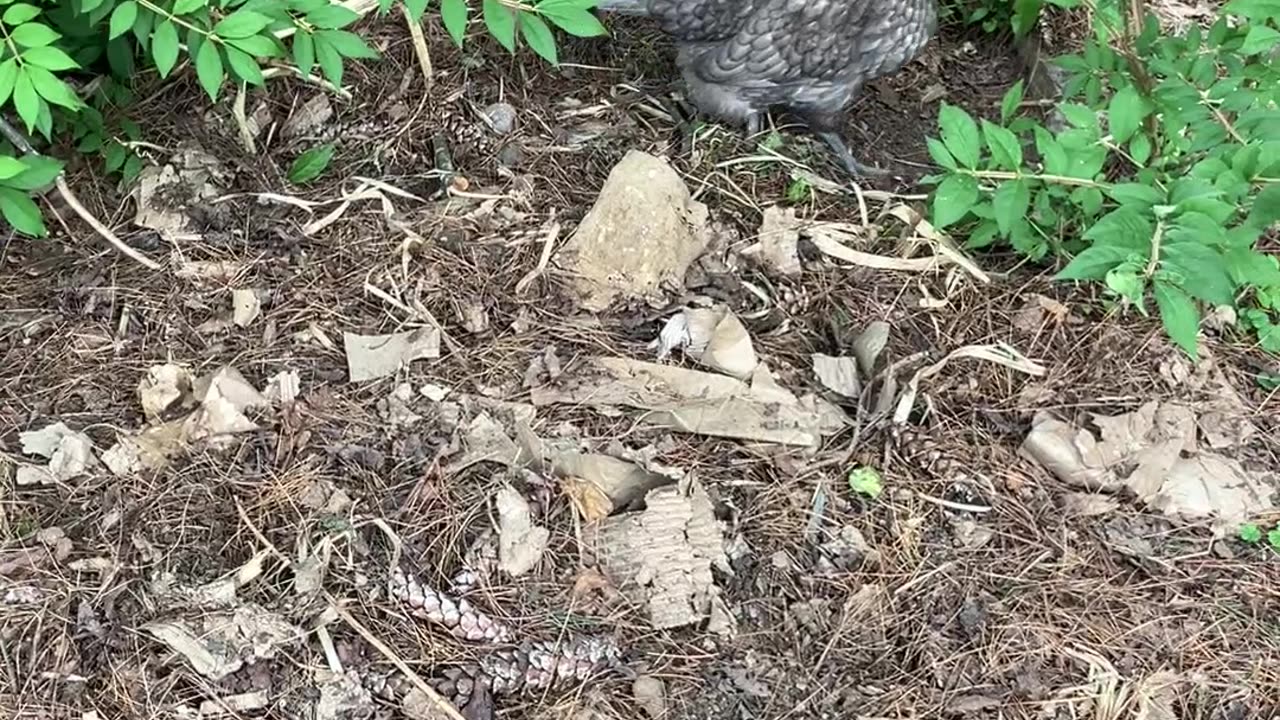 Shy Karen Hides Behind Bush