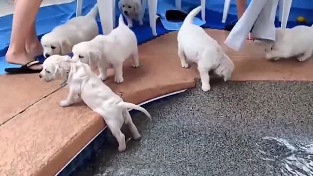 Funny Dogs : puppie enjoy their first swim