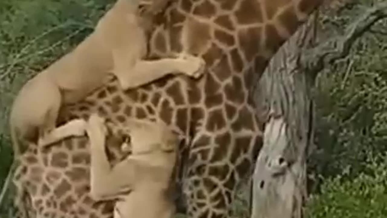 Zarafa and Lion fight