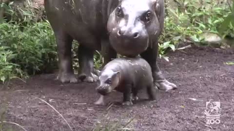 Hippos running underwater interest video