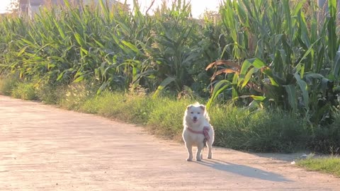 A smiling puppy ran towards me